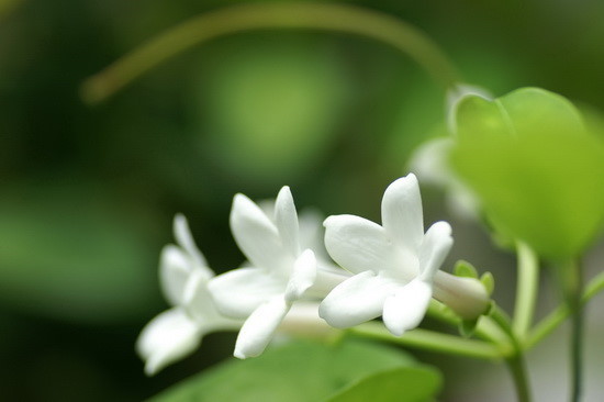 非洲茉莉